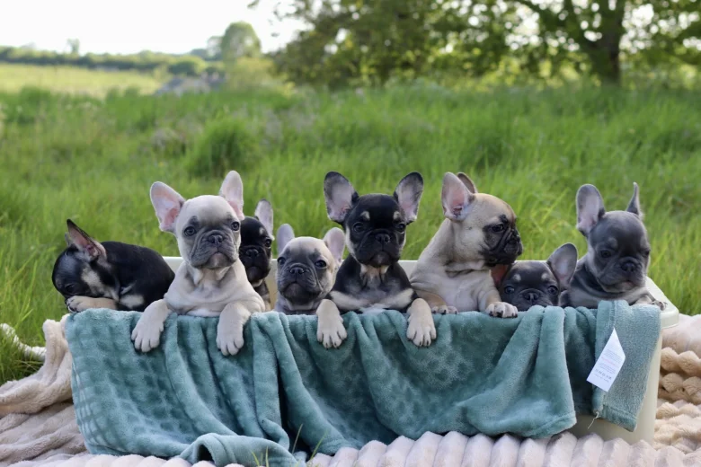 French Bulldog