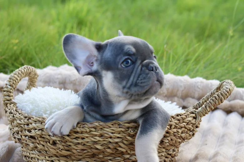 French Bulldog