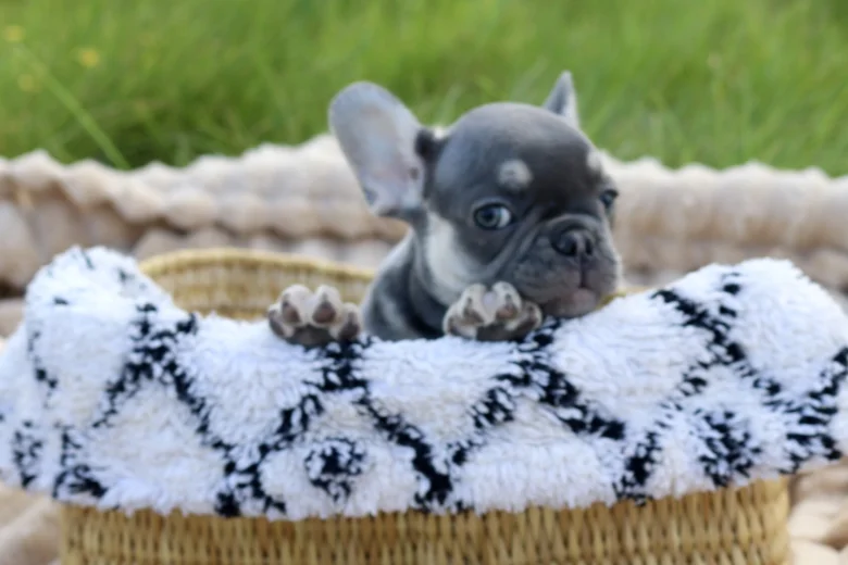 French Bulldog