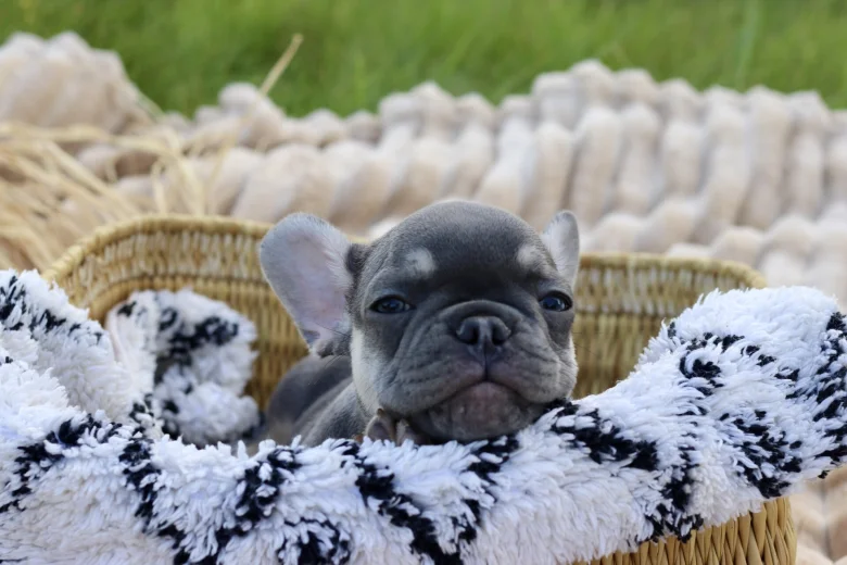 French Bulldog