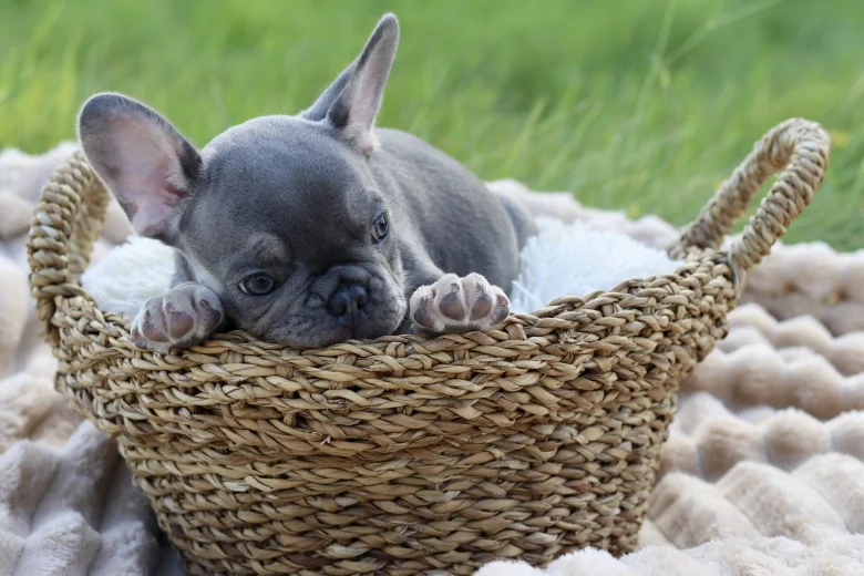 French Bulldog