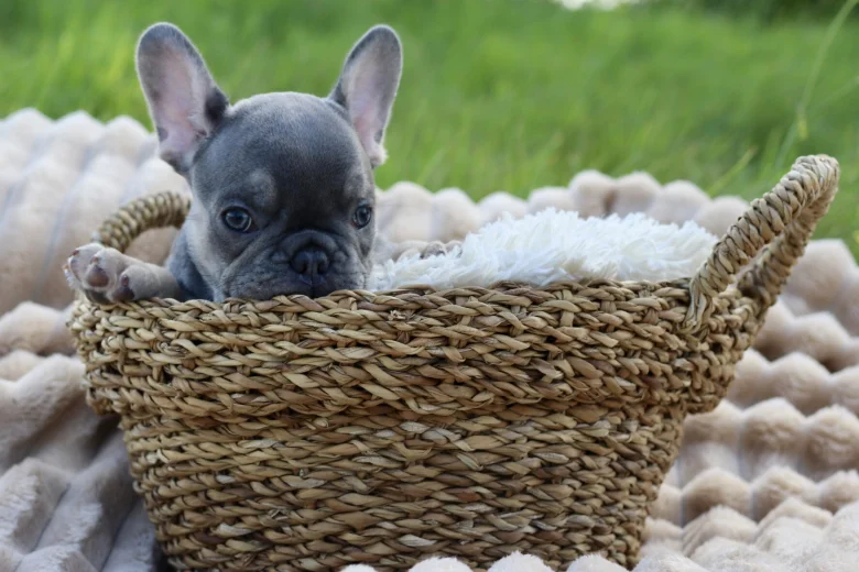 French Bulldog