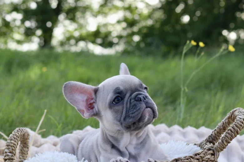 French Bulldog