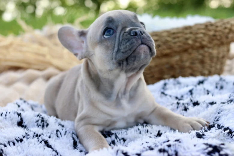French Bulldog