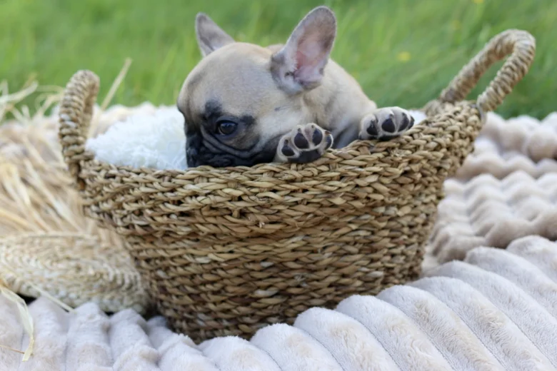 French Bulldog
