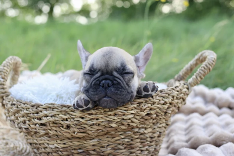 French Bulldog