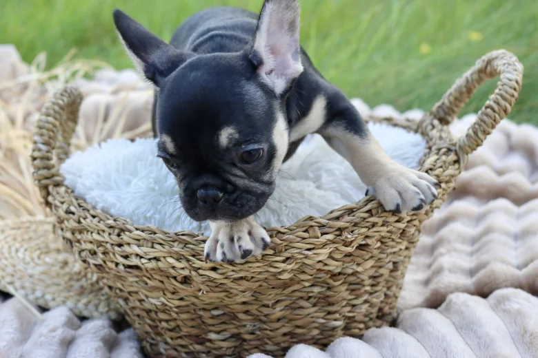 French Bulldog