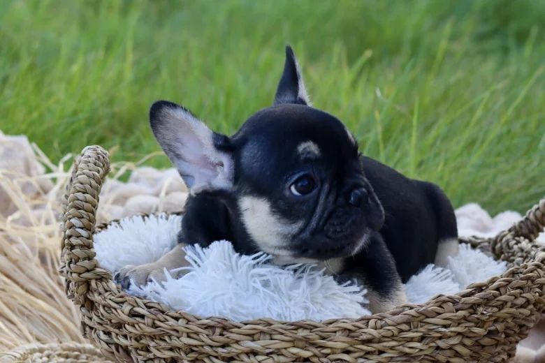 French Bulldog