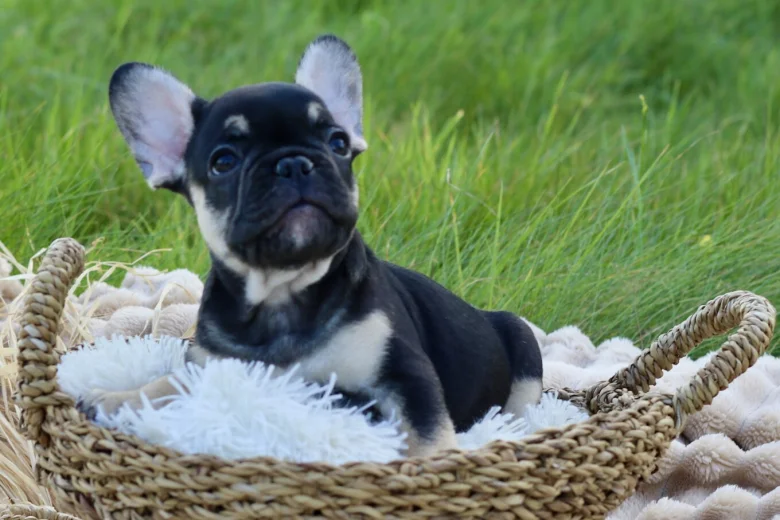 French Bulldog
