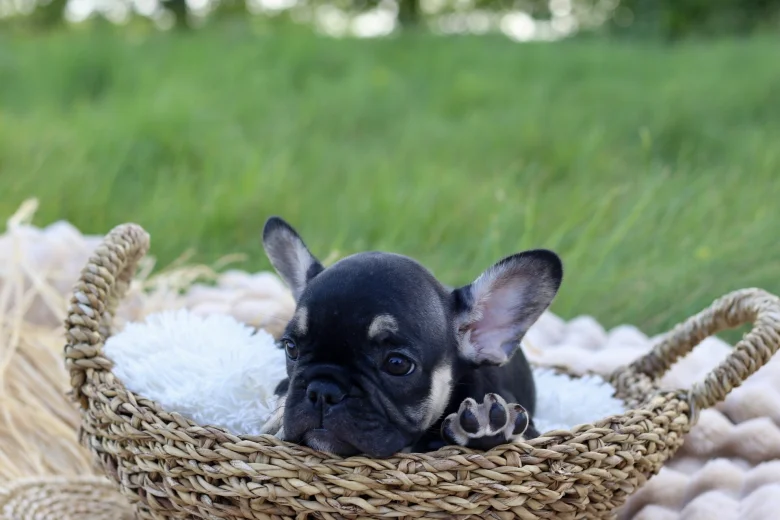 French Bulldog