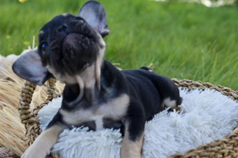 French Bulldog