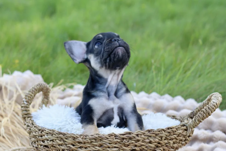 French Bulldog