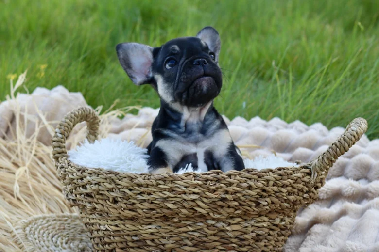 French Bulldog