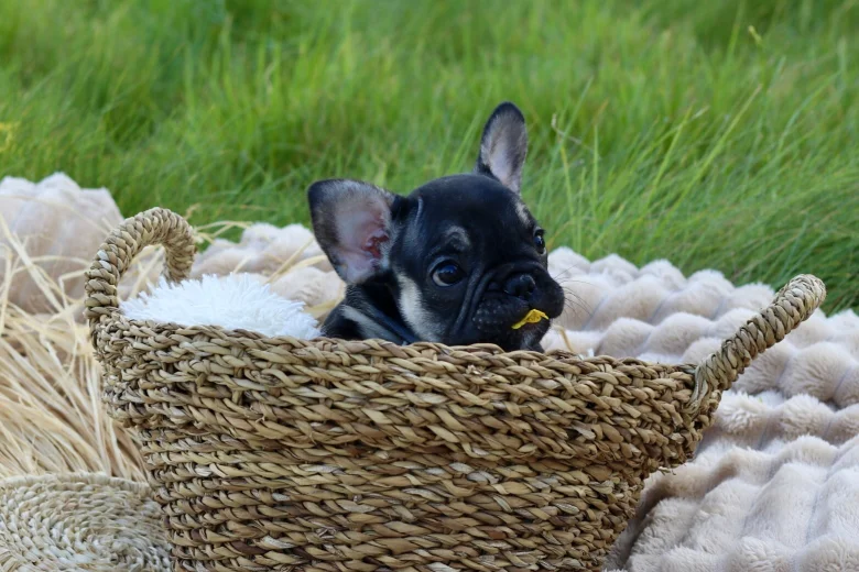 French Bulldog
