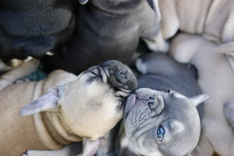 French Bulldog
