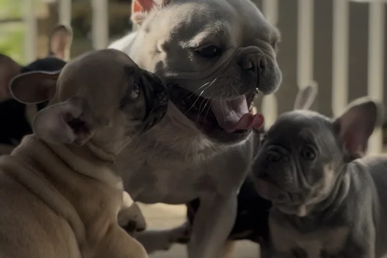 French Bulldog