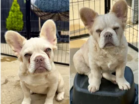 French Bulldog