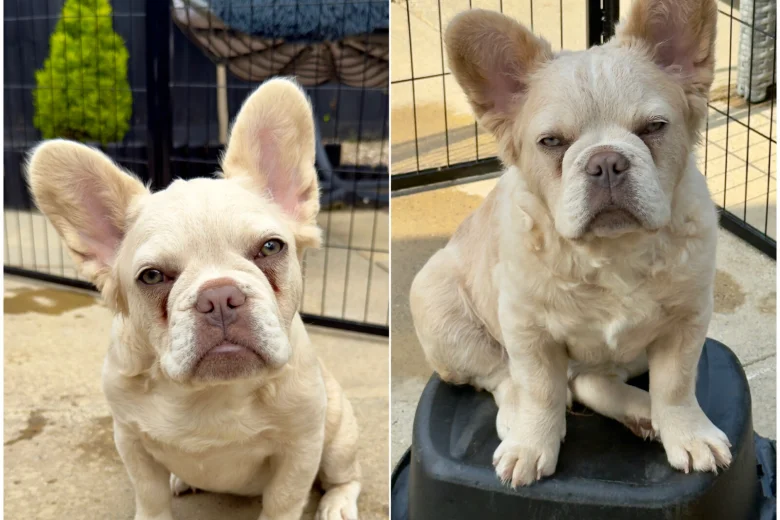 French Bulldog