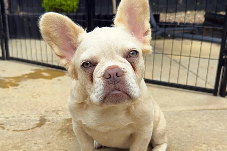 French Bulldog