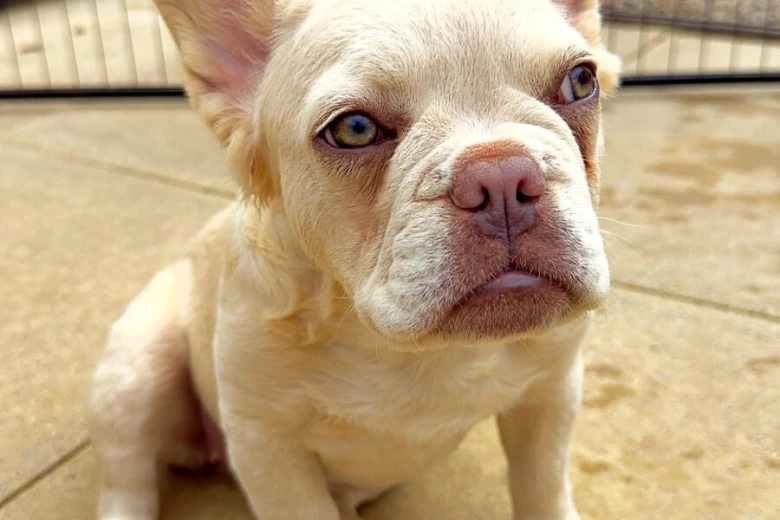French Bulldog