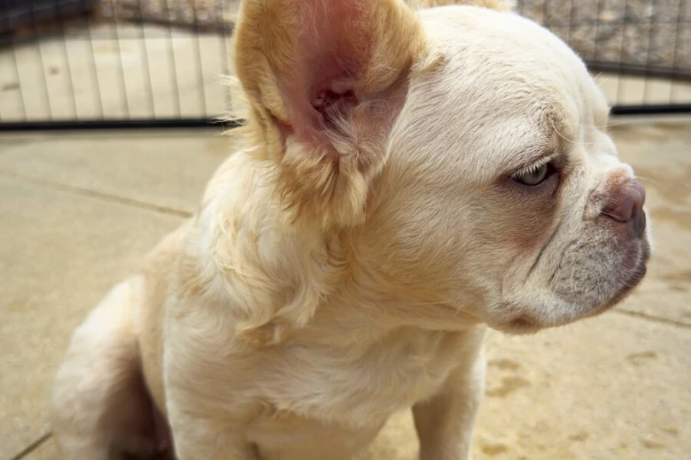 French Bulldog