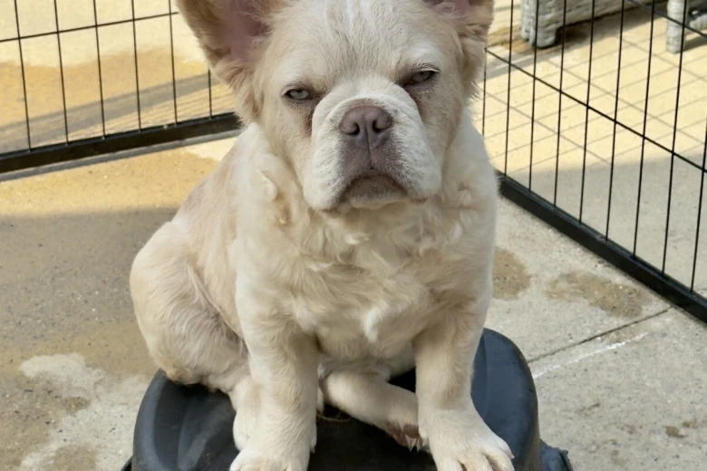 French Bulldog