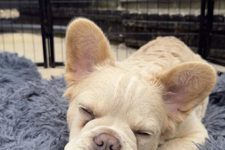 French Bulldog