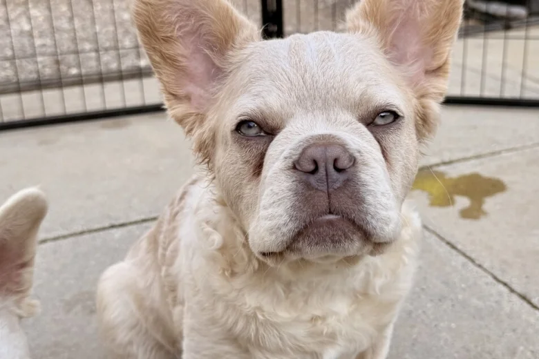 French Bulldog