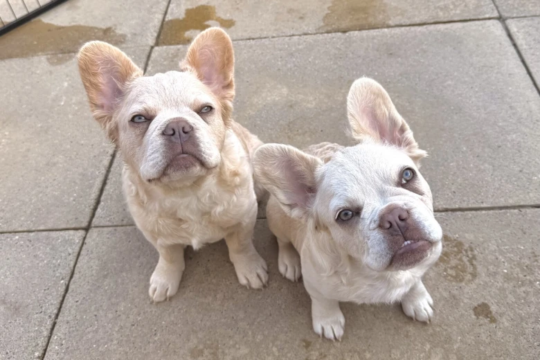French Bulldog