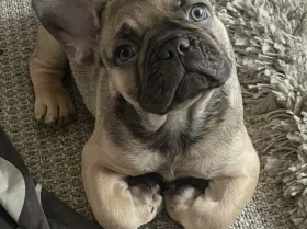 French Bulldog