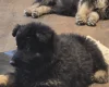 German Shepherd (Alsatian)
