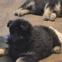 German Shepherd (Alsatian)