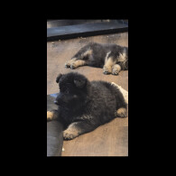 German Shepherd (Alsatian)