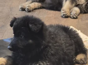 German Shepherd (Alsatian)