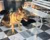 German Shepherd (Alsatian)
