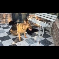 German Shepherd (Alsatian)