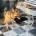German Shepherd (Alsatian)