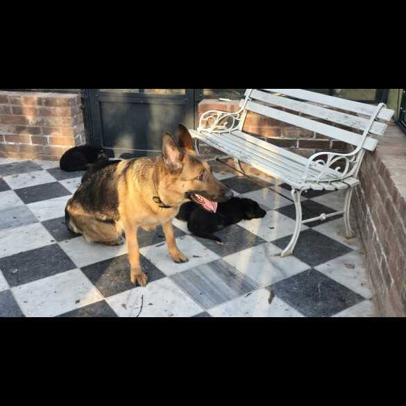 German Shepherd (Alsatian)