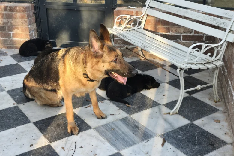 German Shepherd (Alsatian)
