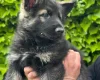 German Shepherd (Alsatian)