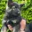 German Shepherd (Alsatian)