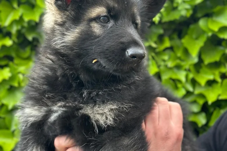 German Shepherd (Alsatian)