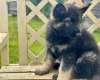 German Shepherd (Alsatian)