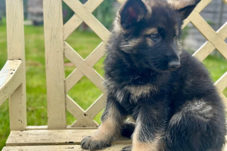 German Shepherd (Alsatian)