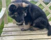 German Shepherd (Alsatian)