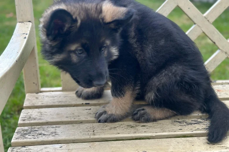 German Shepherd (Alsatian)