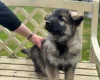 German Shepherd (Alsatian)