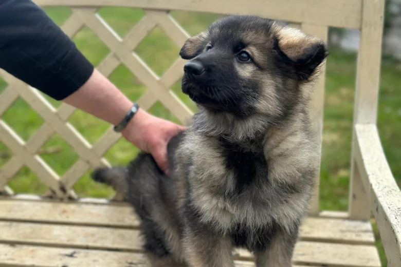 German Shepherd (Alsatian)