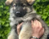 German Shepherd (Alsatian)