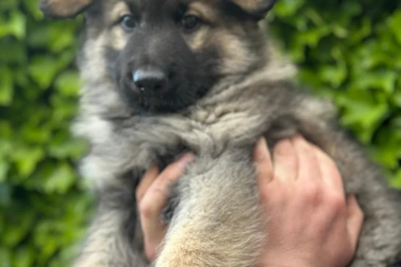 German Shepherd (Alsatian)